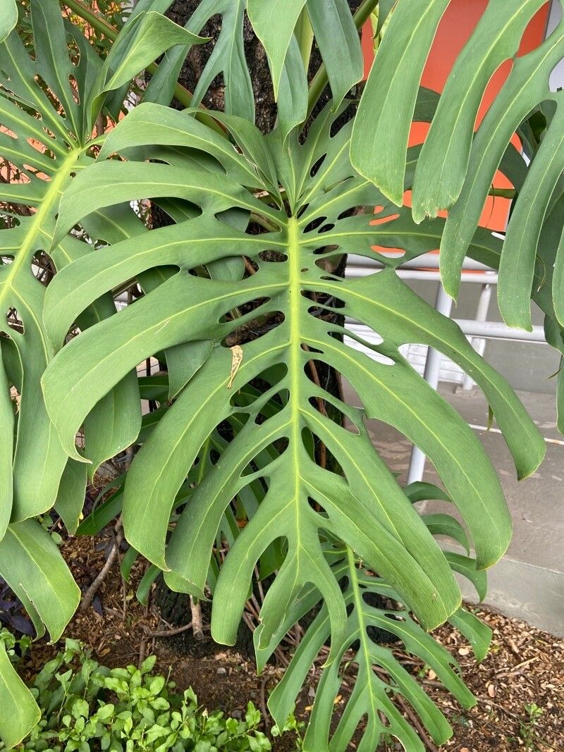 Monstera punctulata — houseplant care guide