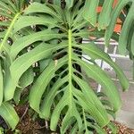 Monstera punctulata