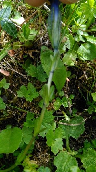 Gentiana bavarica bark
