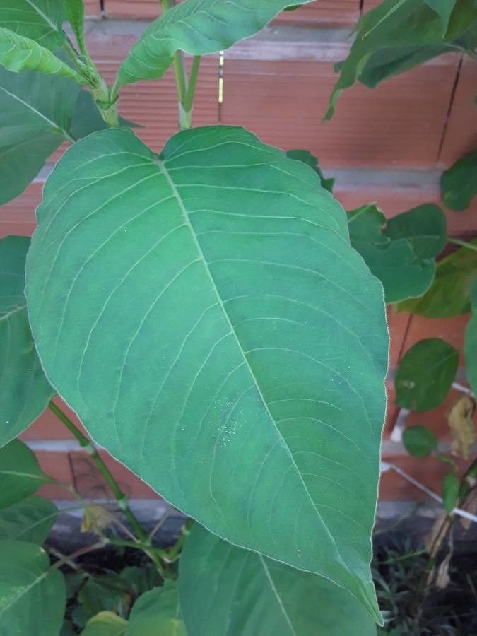 Bistorta elliptica — related species from the same genus