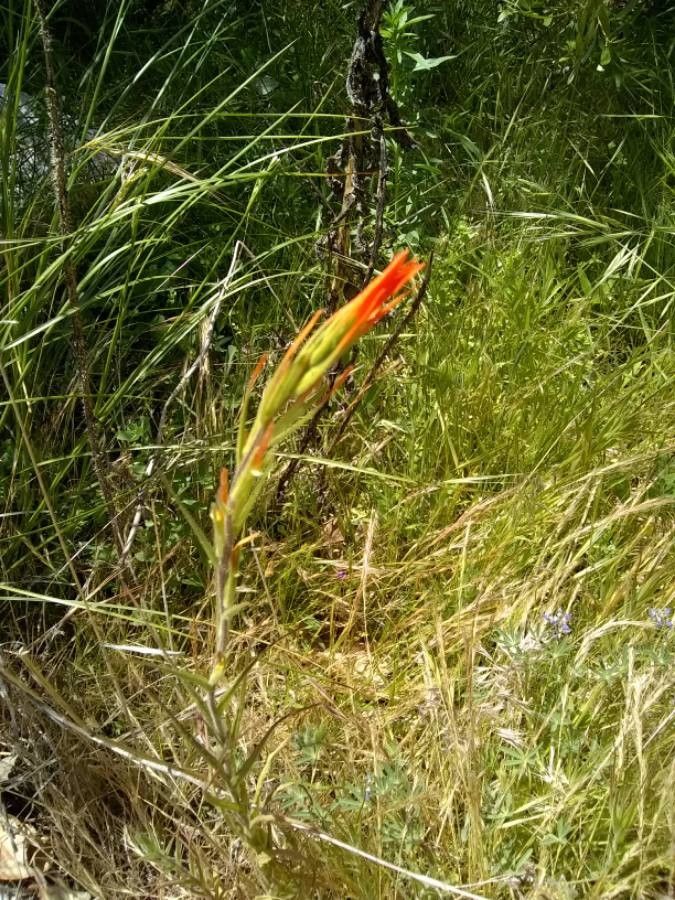 Castilleja minor flower