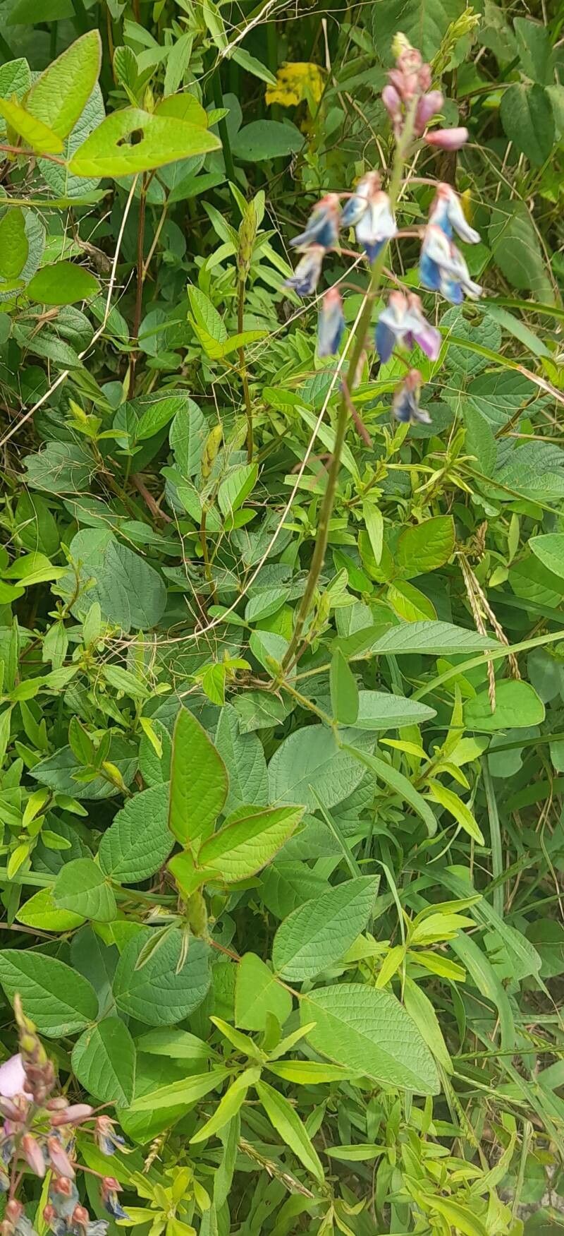 Desmodium subsericeum habit