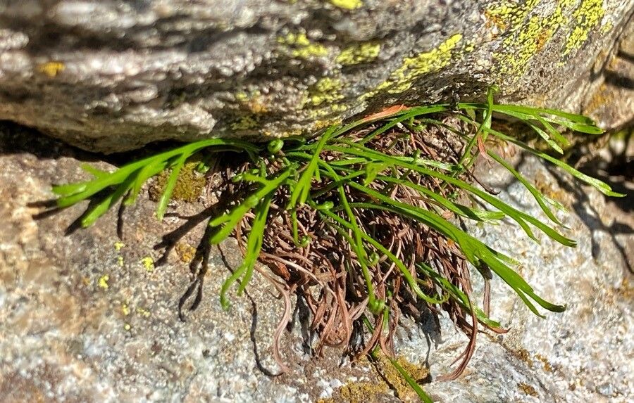 Asplenium septentrionale flower