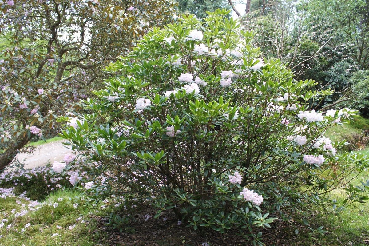 Rhododendron anwheiense habit