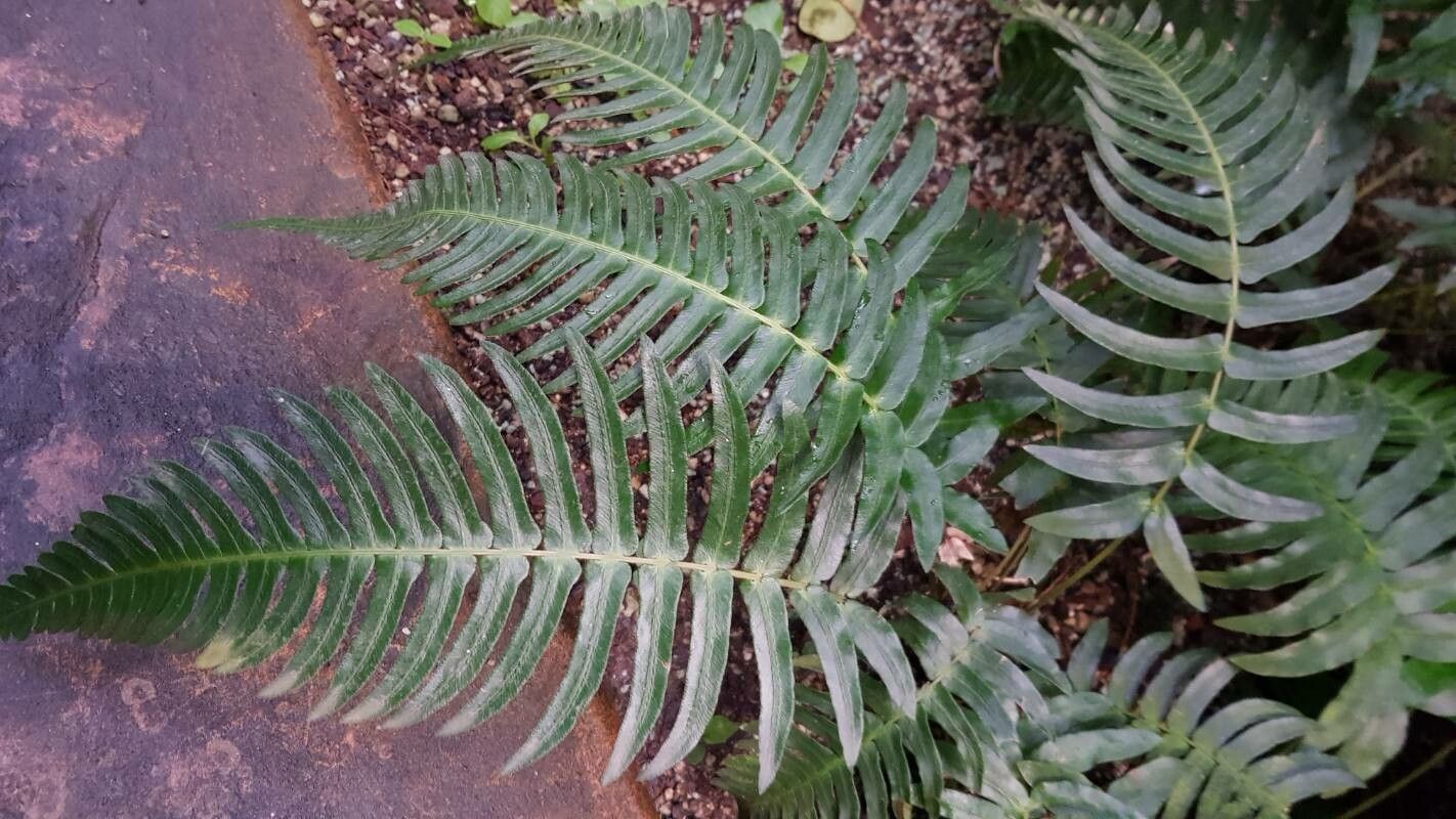 Blechnum appendiculatum — related species from the same genus