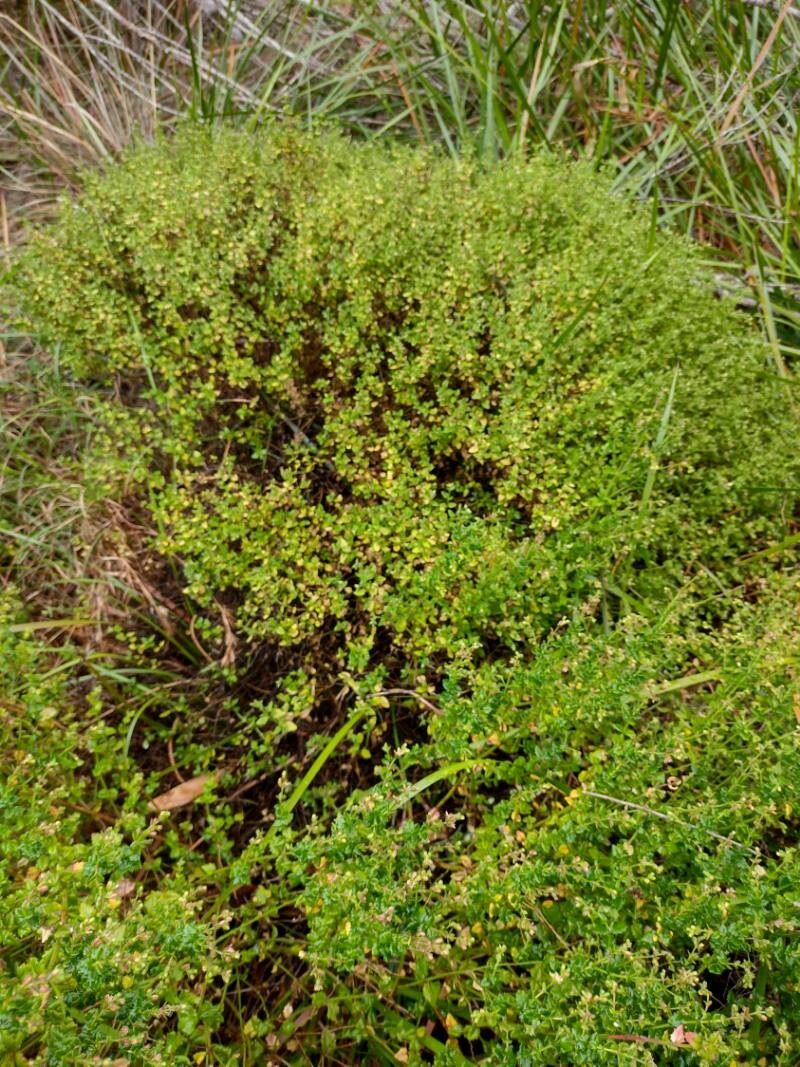 Gonocarpus teucrioides habit