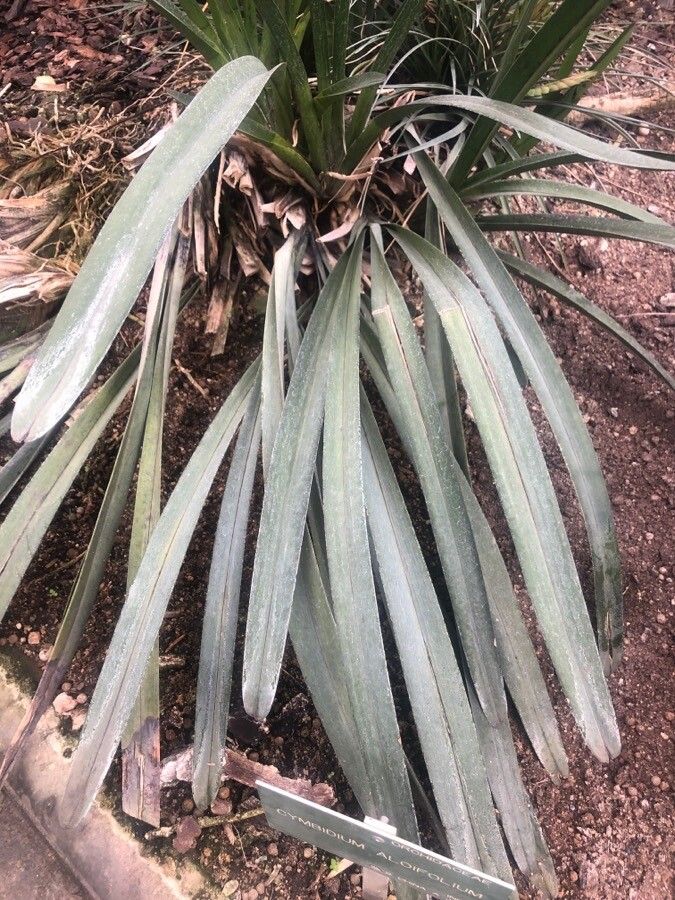 Cymbidium aloifolium leaf