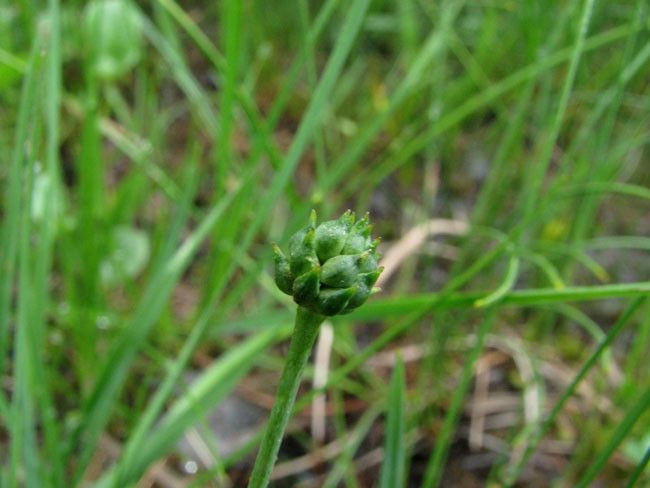 Ranunculus angustifolius fruit
