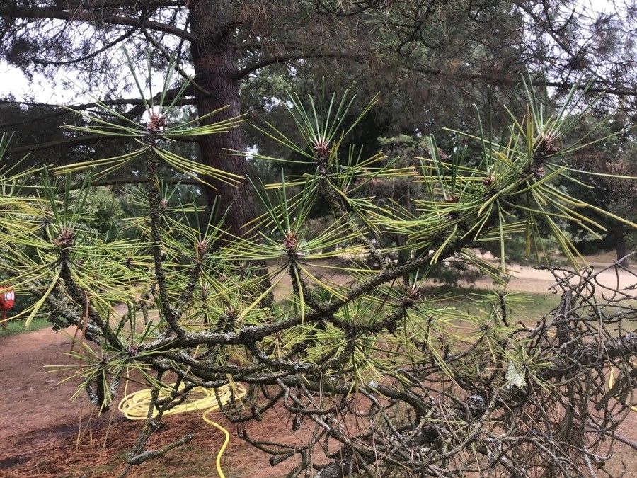 Pinus hwangshanensis — houseplant care guide