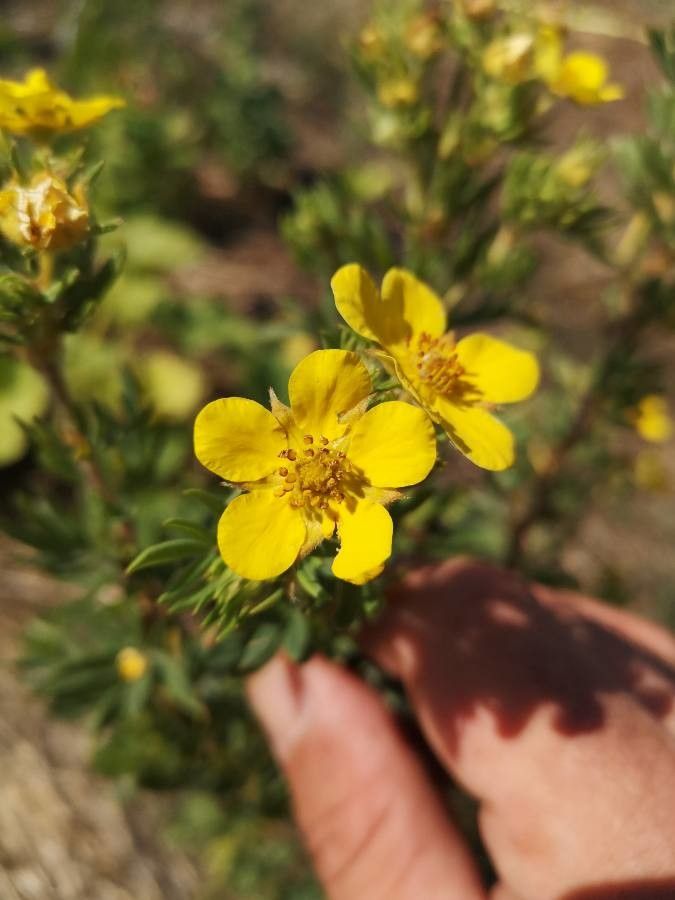 Potentilla millefolia flower