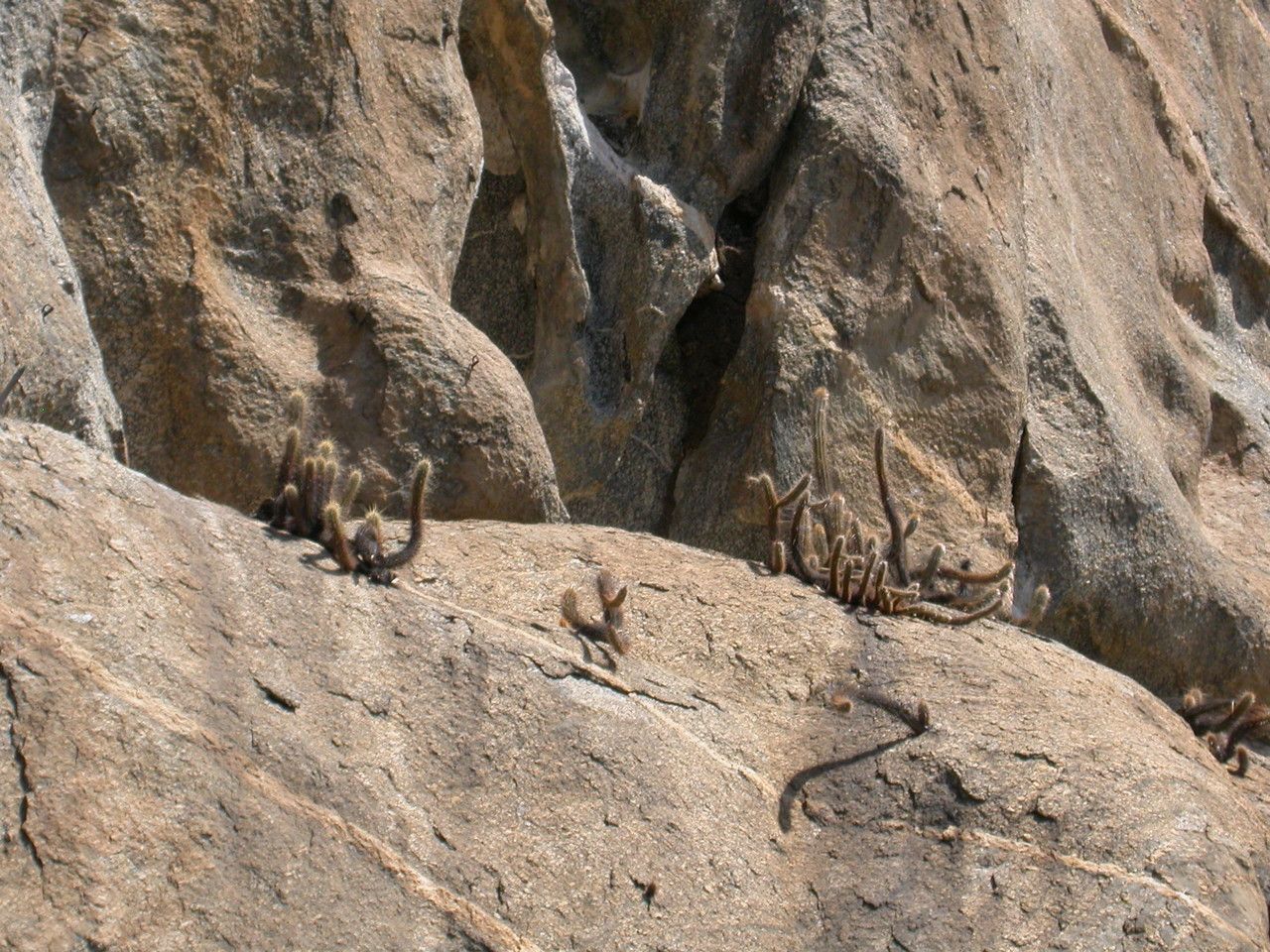 Pilosocereus gounellei habit