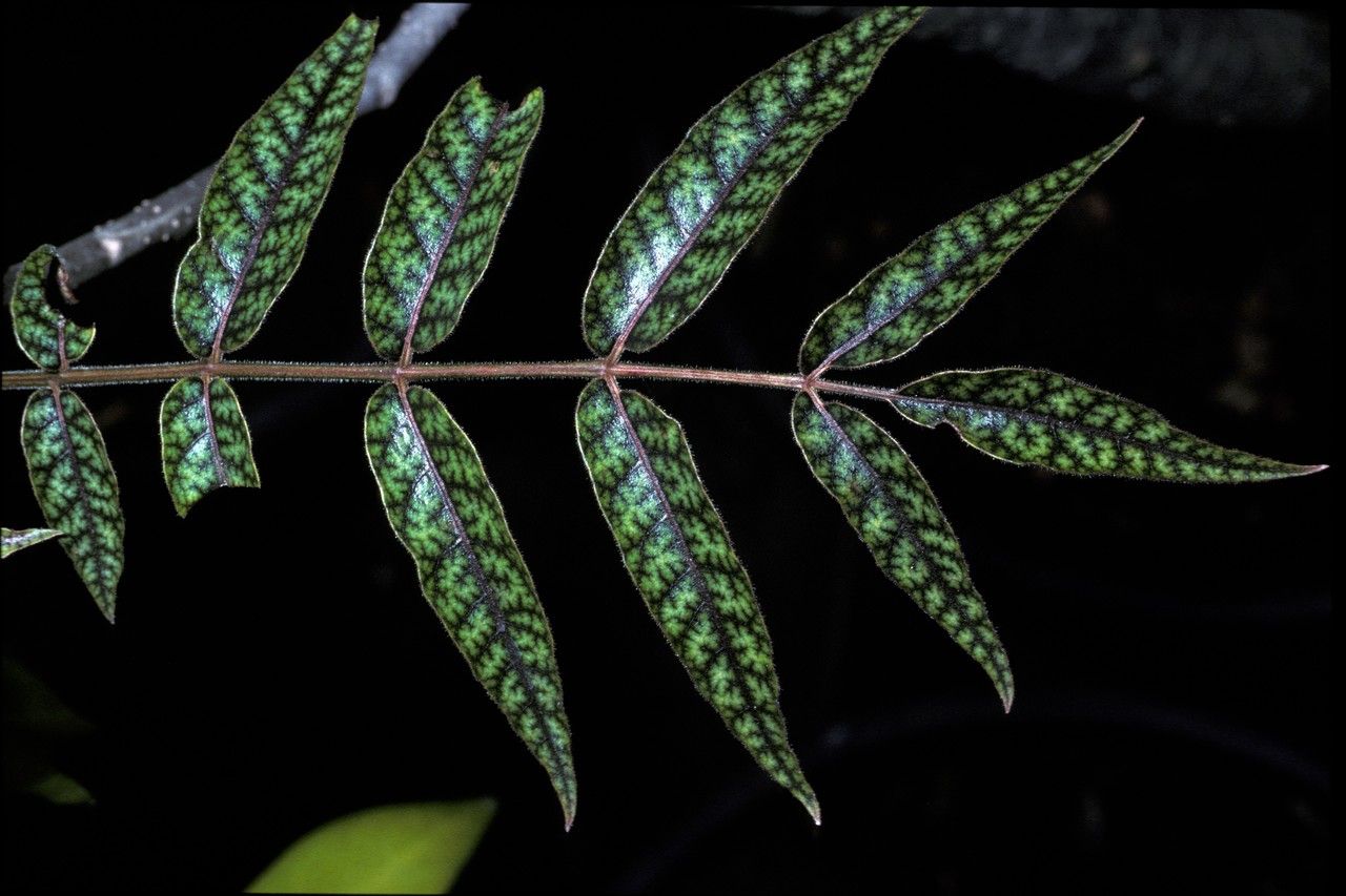 Poupartia castanea — search result for 'Castanea'