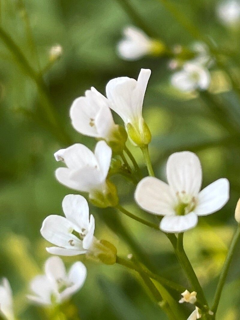 Cardamine dentata flower