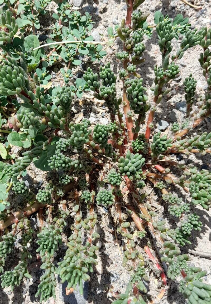 Portulaca perennis habit