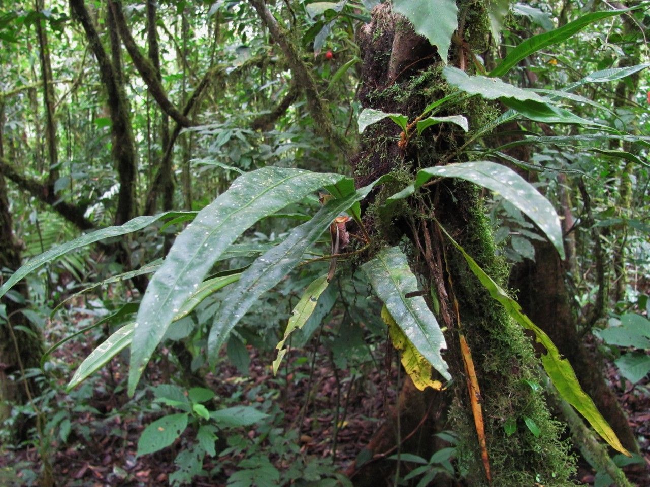 Elaphoglossum tonduzii habit