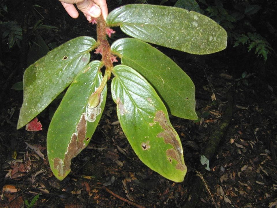 Columnea maculata other
