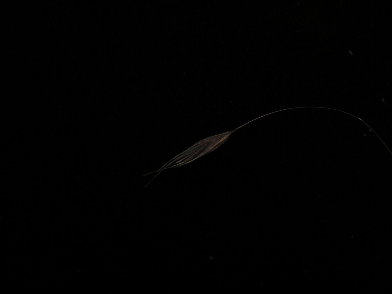 Bromus porphyranthos — search result for 'Bromus'