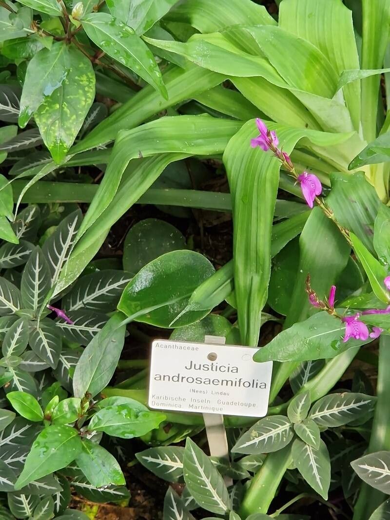 Dianthera androsaemifolia other