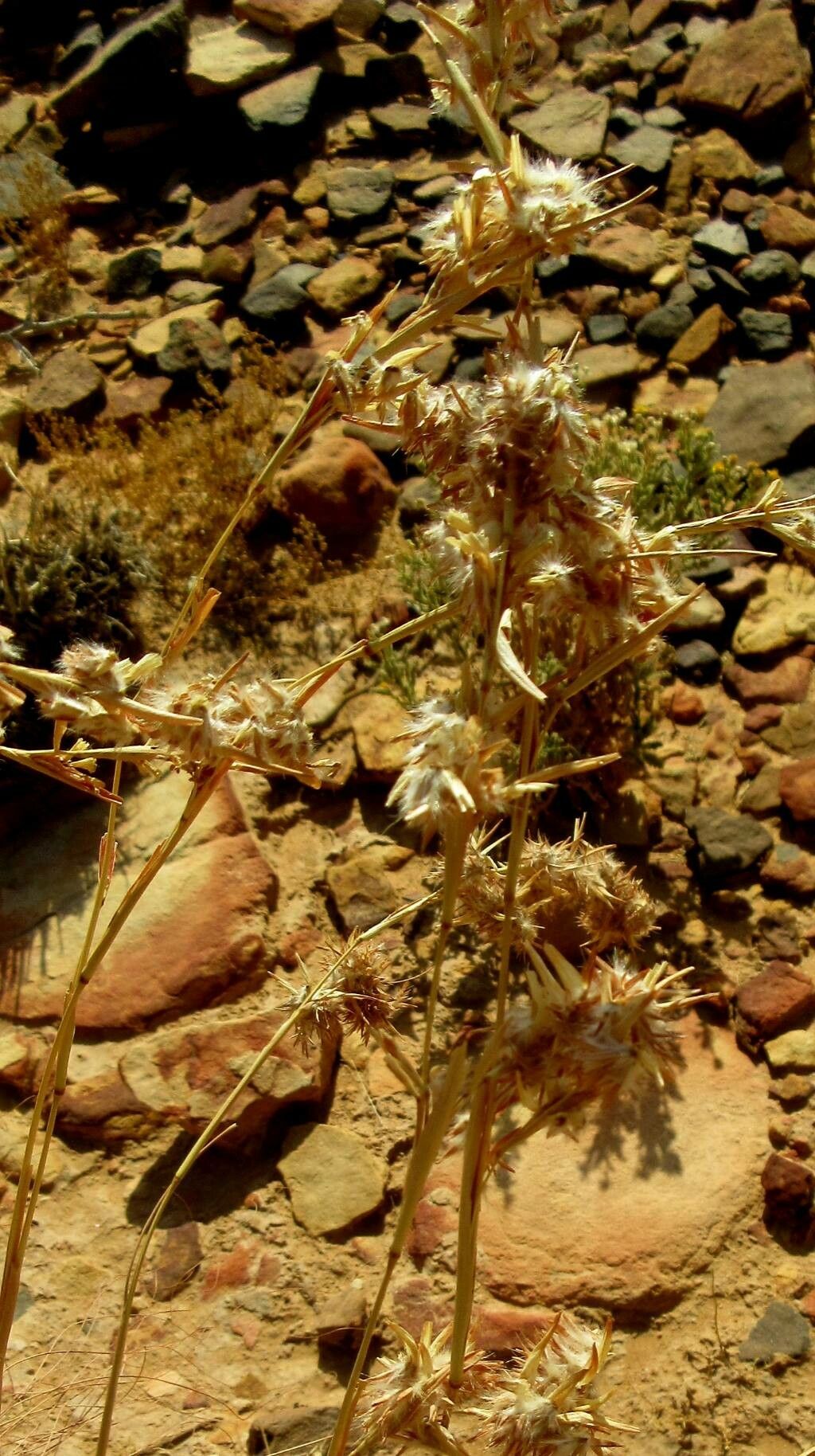 Cymbopogon schoenanthus fruit
