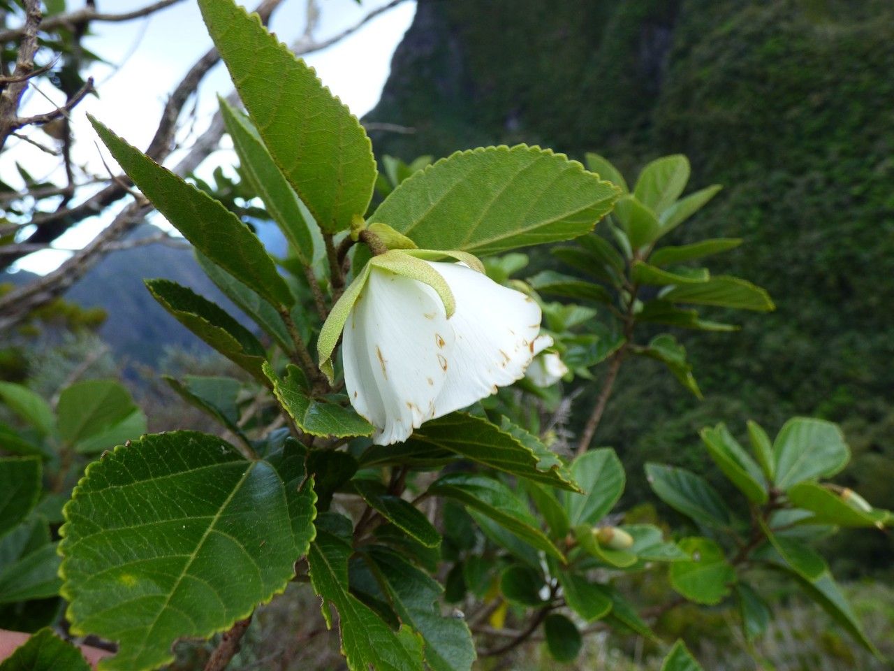 Trochetia granulata flower