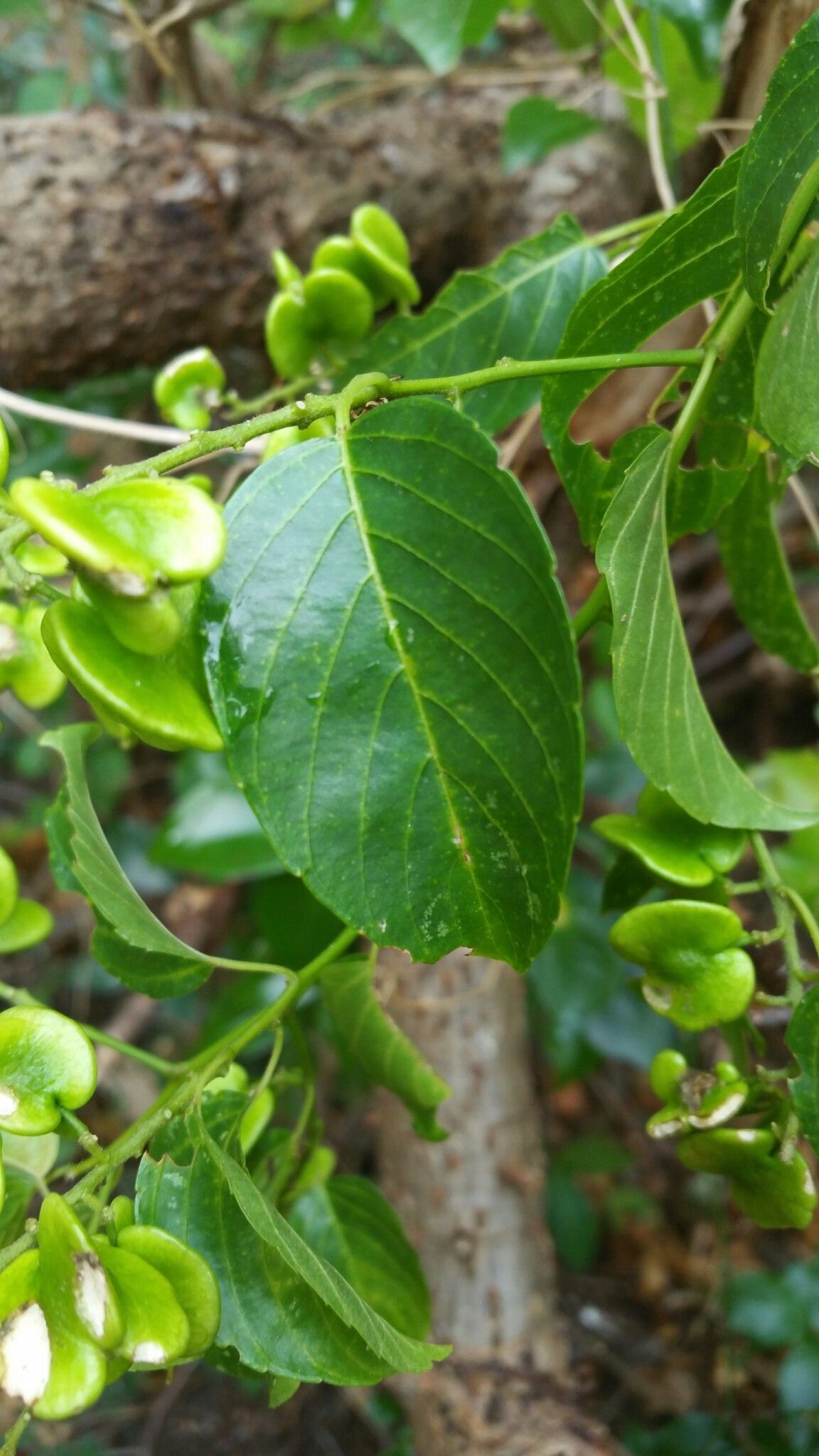 Gouania laxiflora — search result for 'Gouania'