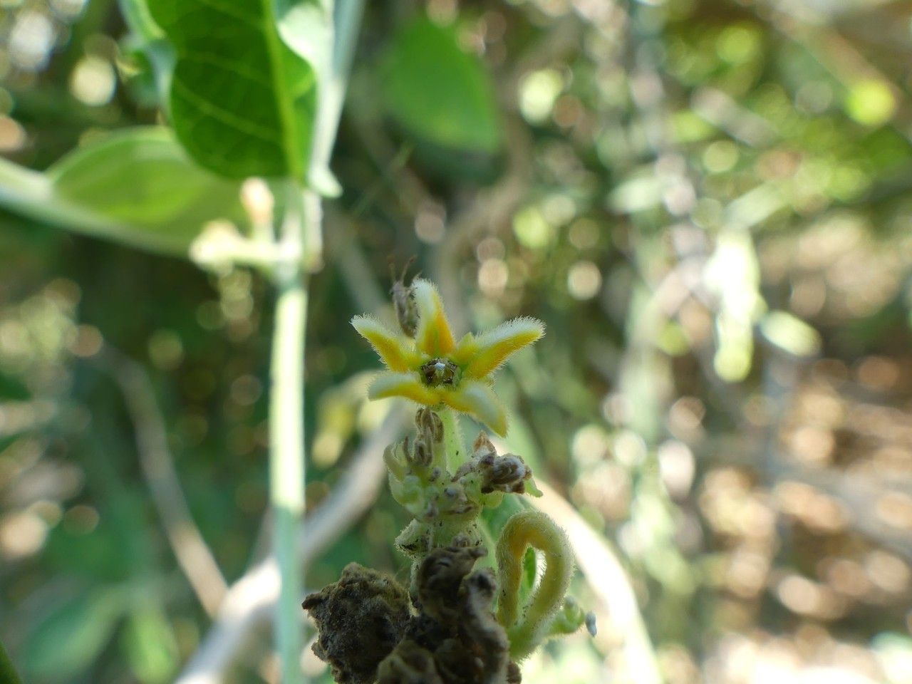 Leptadenia madagascariensis flower