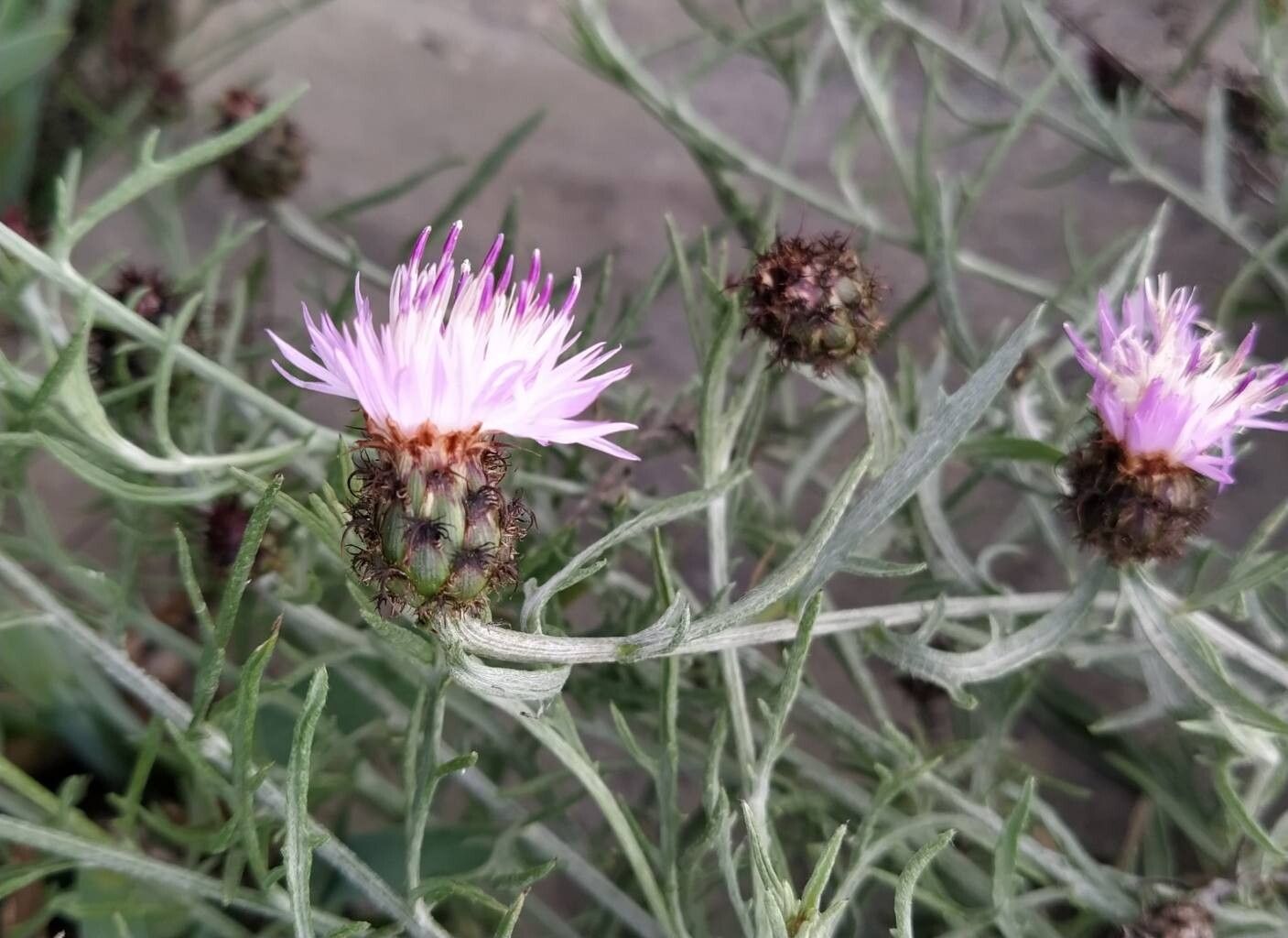 Centaurea fabregatii flower