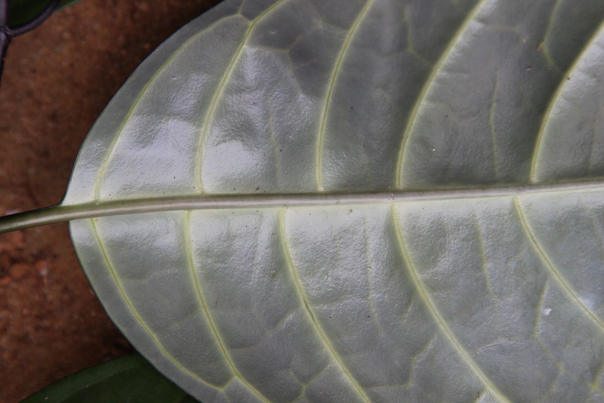 Chassalia zenkeri — houseplant care guide