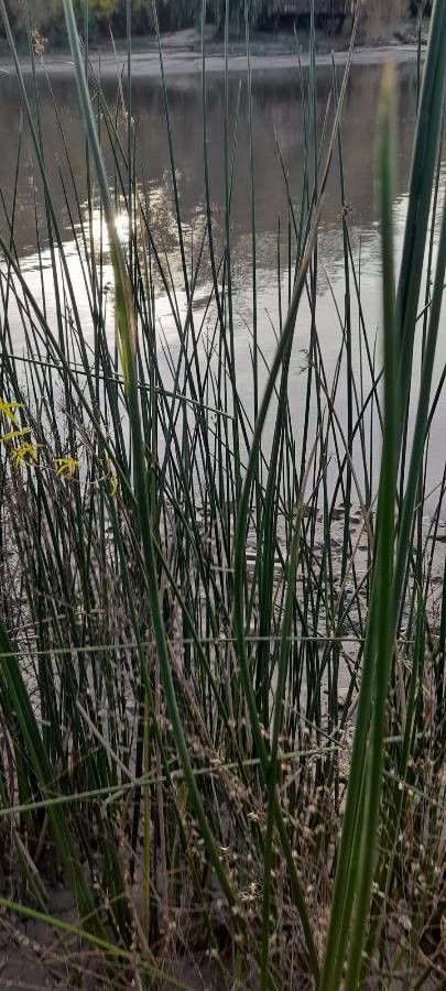 Schoenoplectus californicus habit