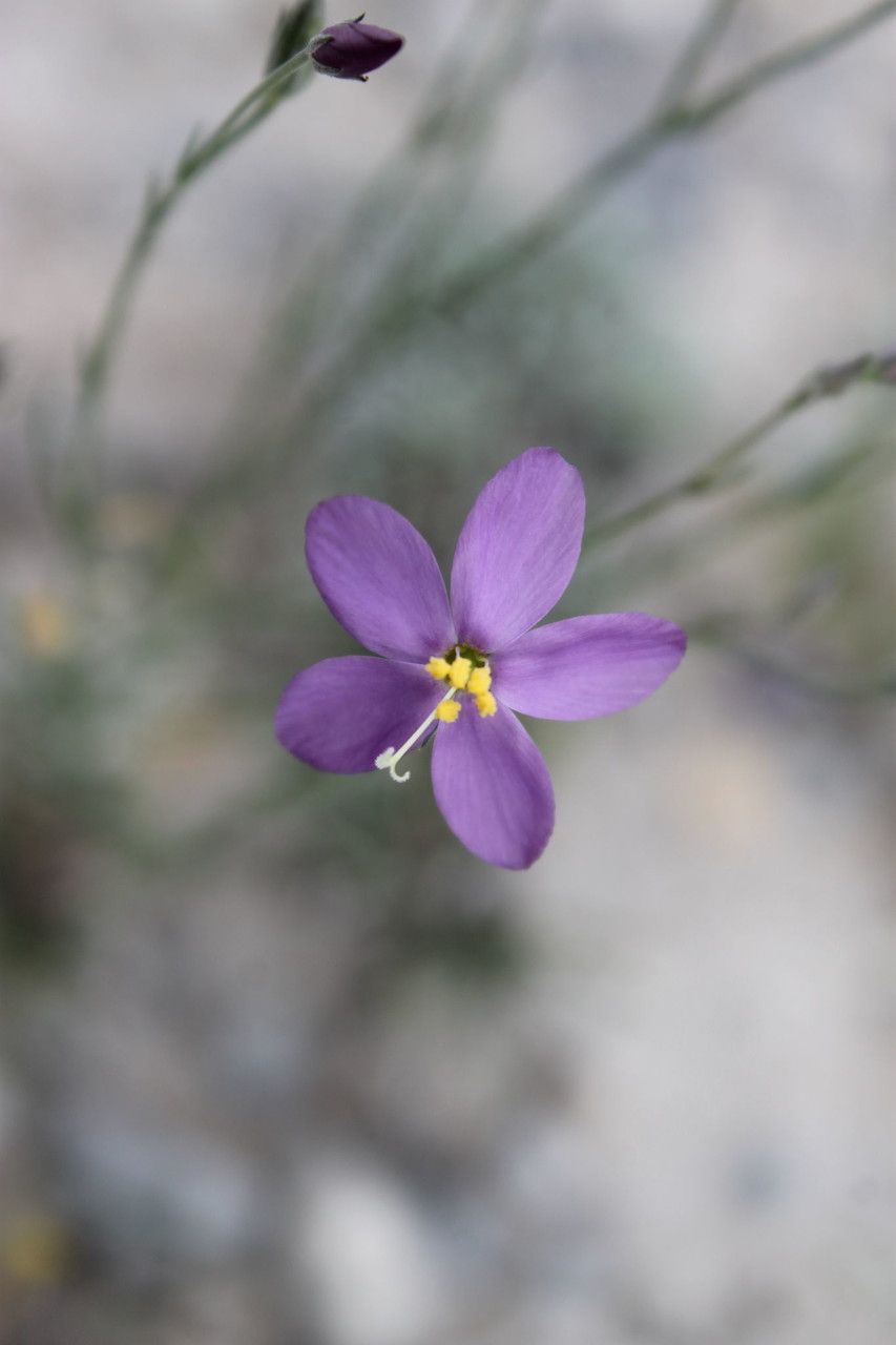 Zeltnera calycosa flower