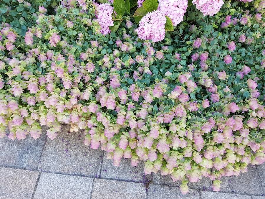 Origanum x applii — houseplant care guide