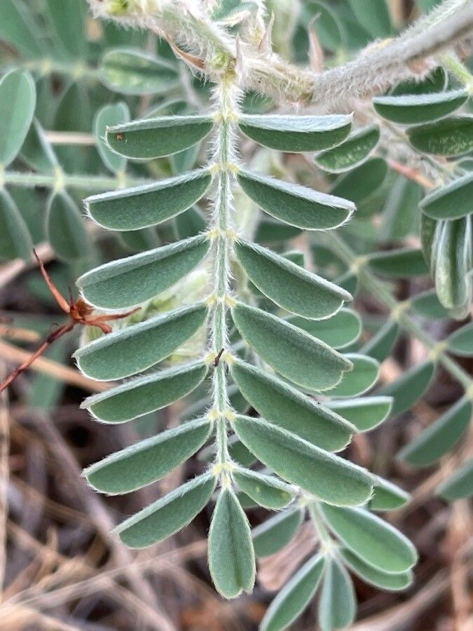 Tephrosia polyphylla — search result for 'Tephrosia'