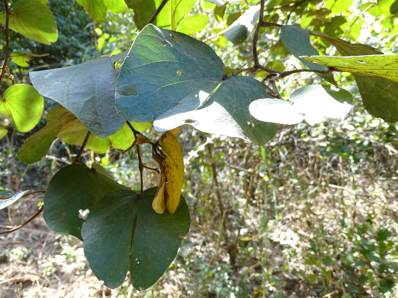Piliostigma thonningii leaf