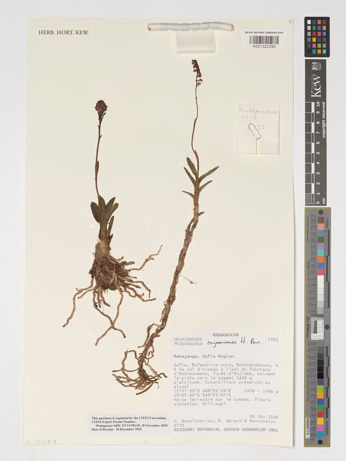 Polystachya tsinjoarivensis — houseplant care guide