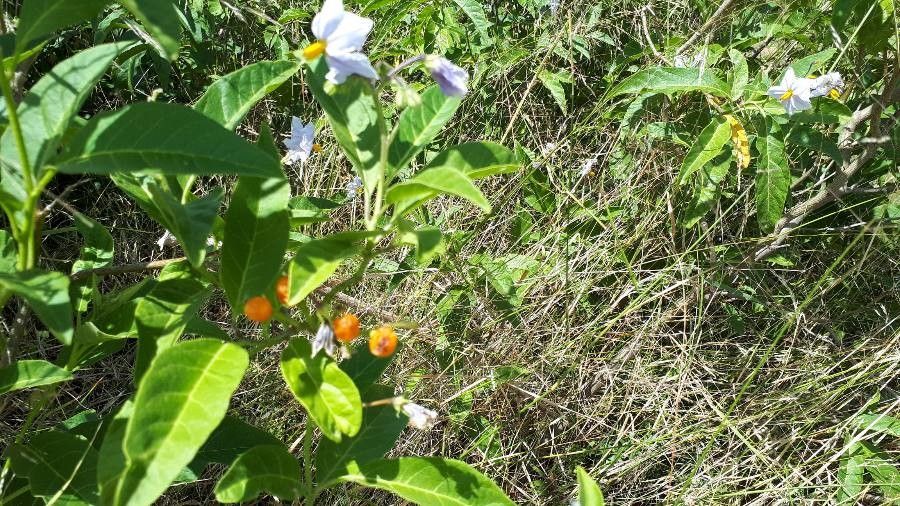 Solanum bonariense fruit