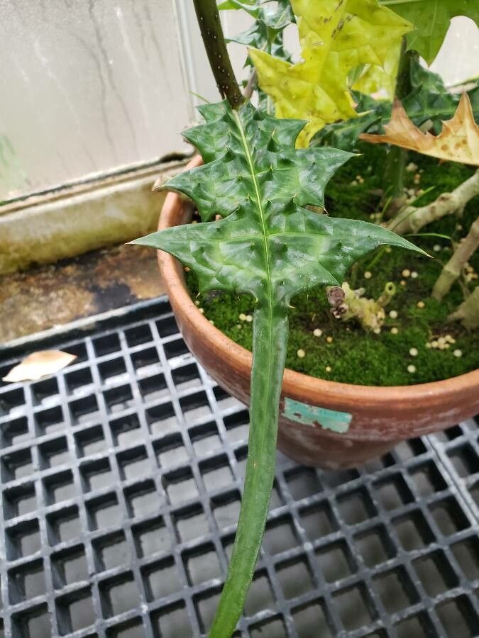 Acanthus montanus leaf