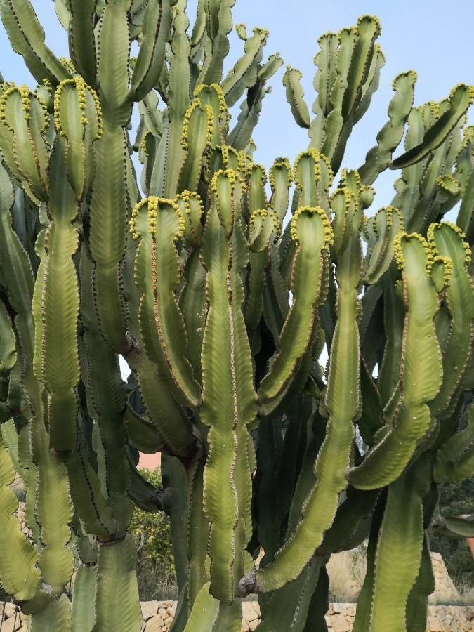Euphorbia canariensis