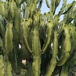 Euphorbia canariensis