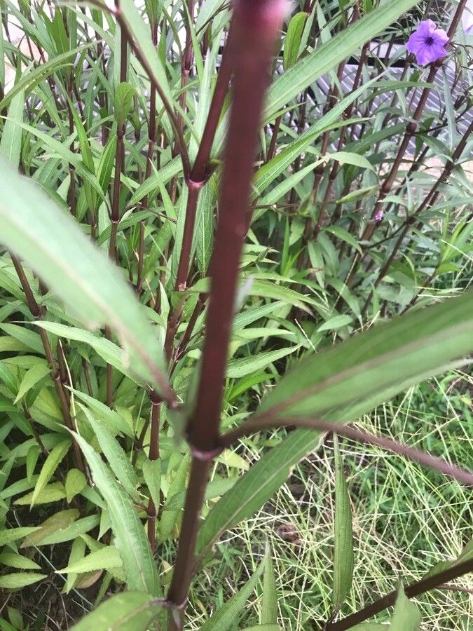 Ruellia nudiflora bark