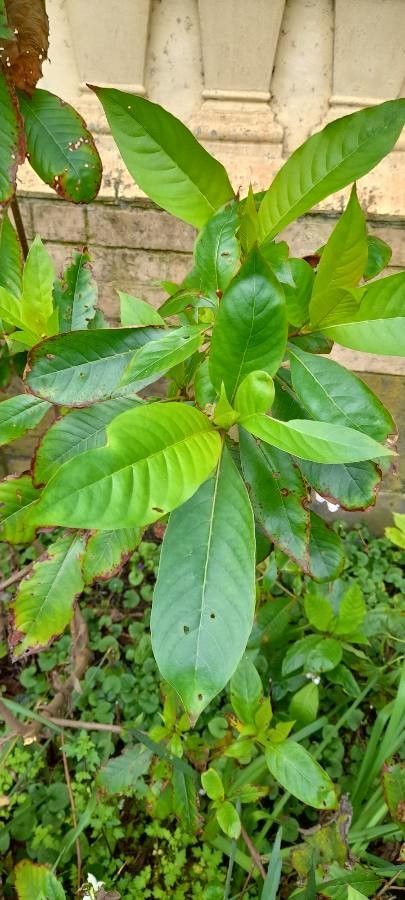 Luculia gratissima — search result for 'Himalayas'