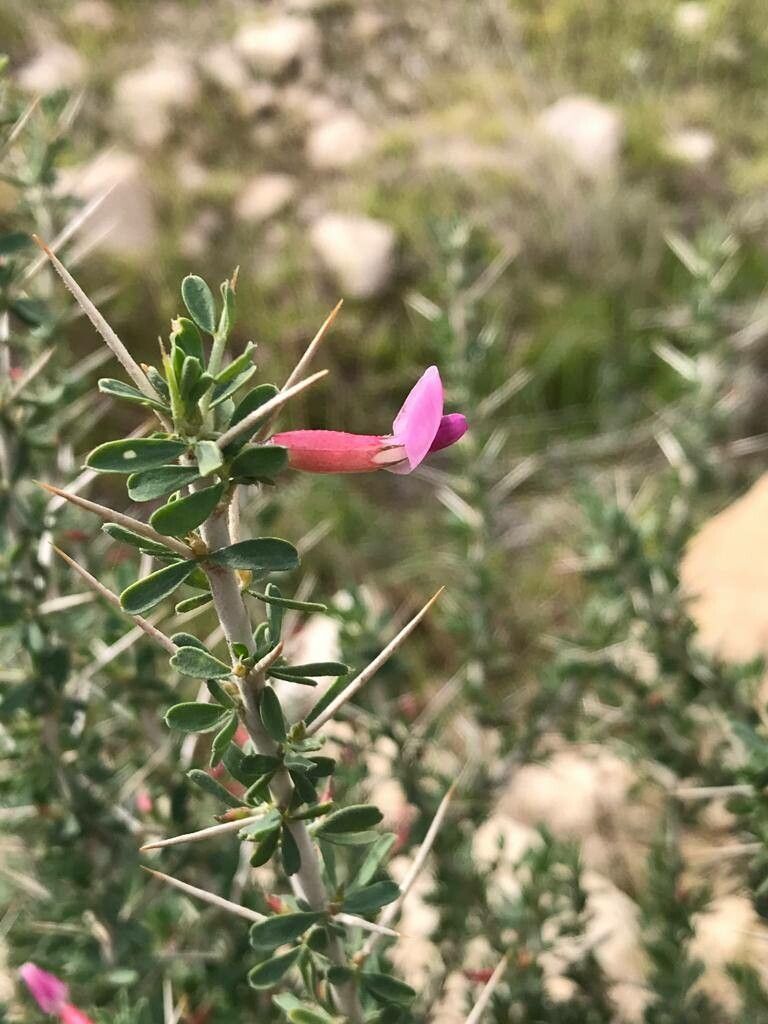 Astragalus fasciculifolius flower