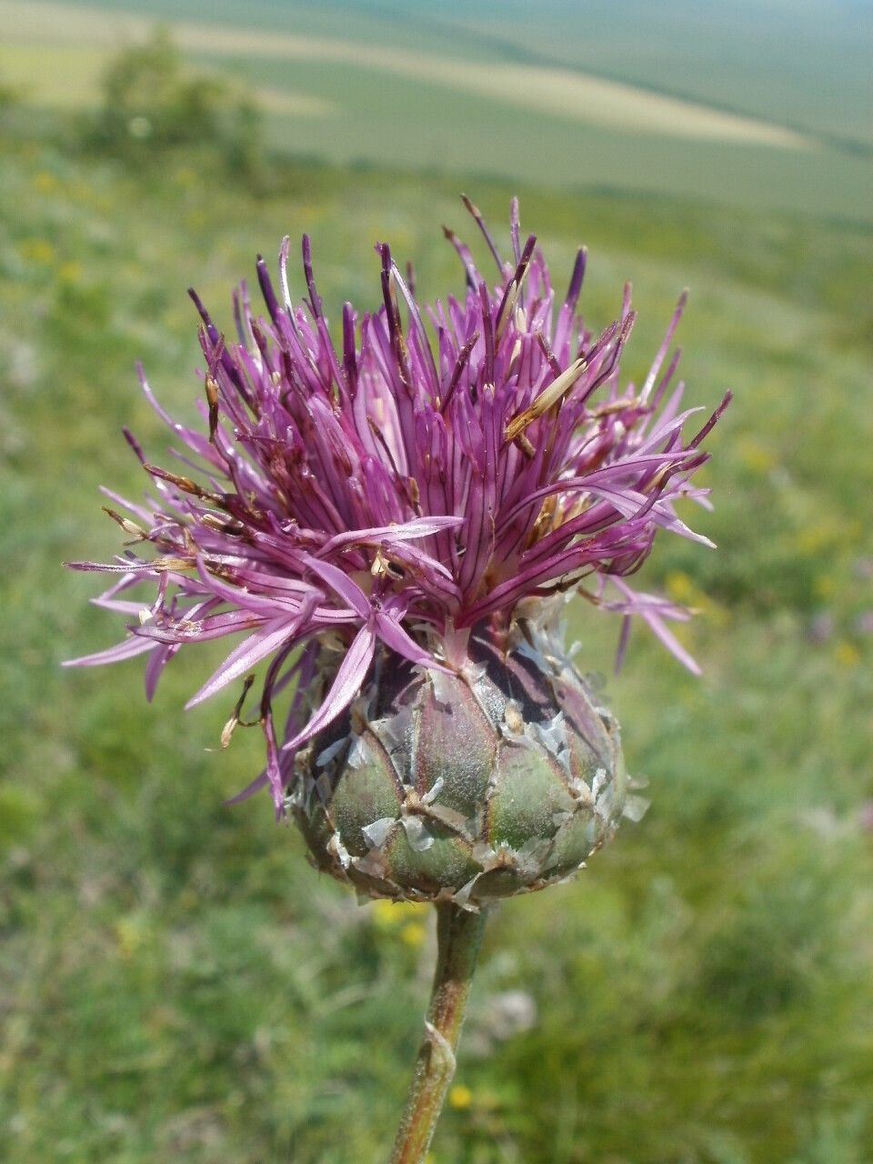 Centaurea jankae — houseplant care guide