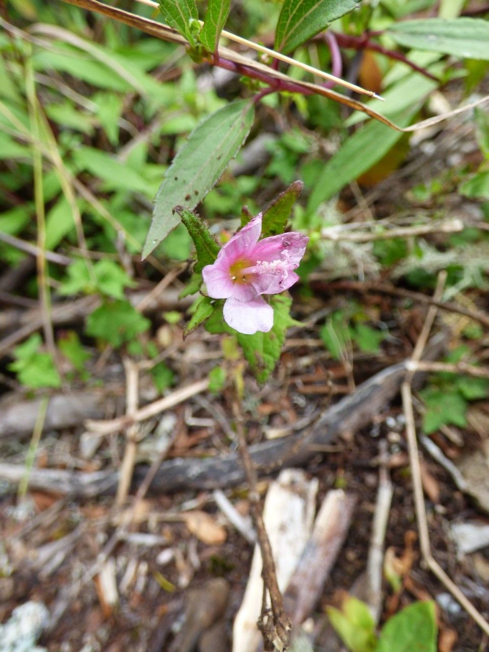 Pavonia columella flower