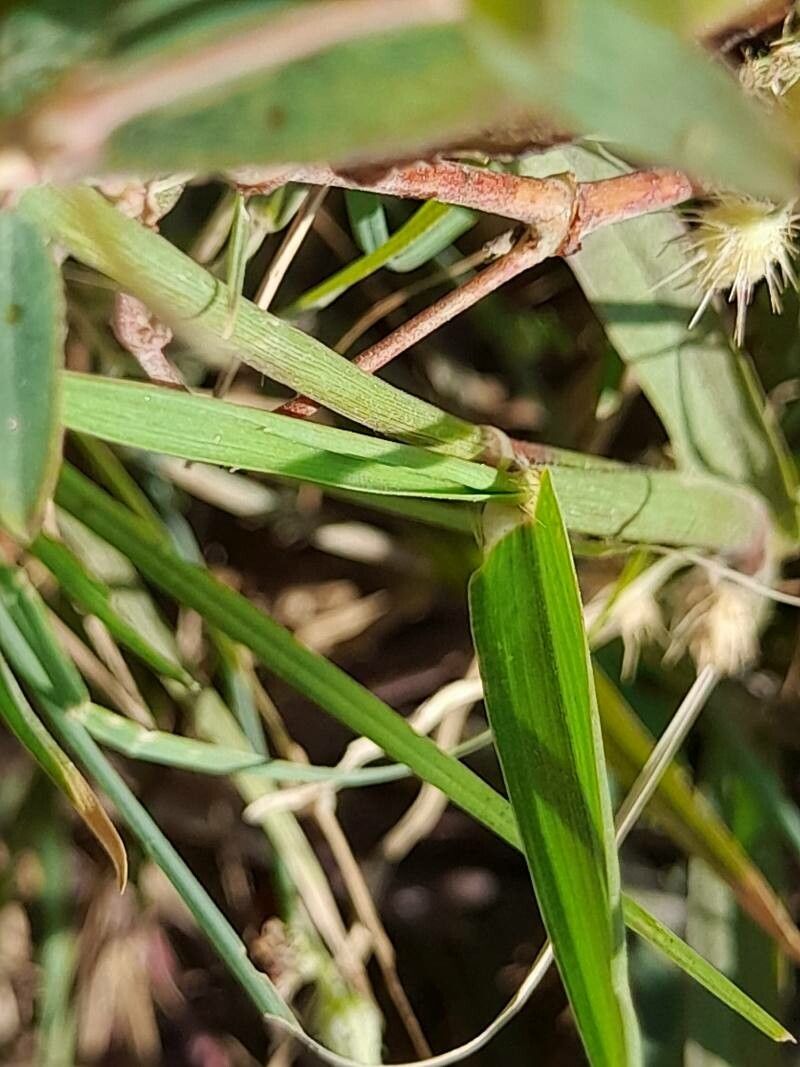 Cenchrus biflorus — search result for 'Mauritania'