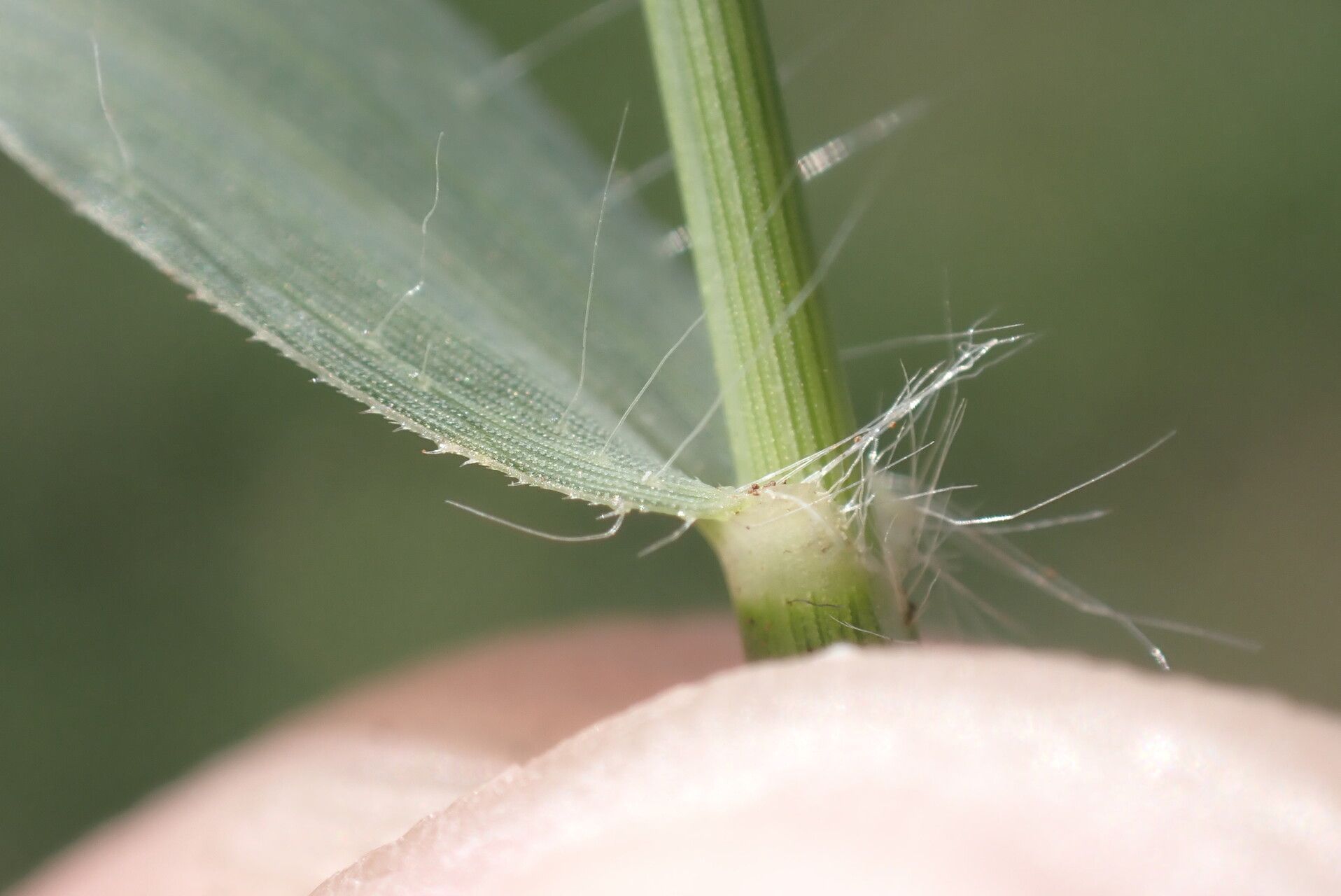 Sporobolus coromandelianus bark