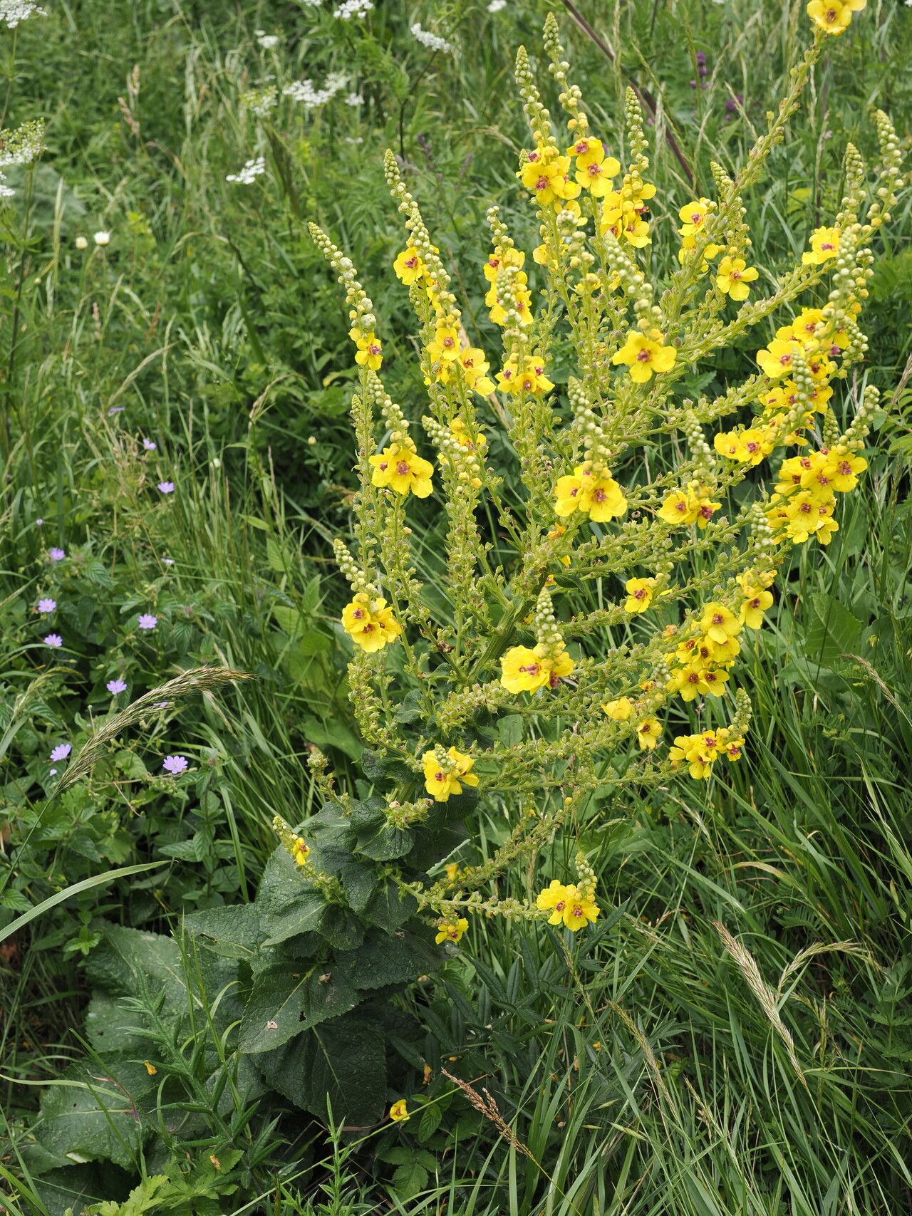Verbascum pyramidatum habit