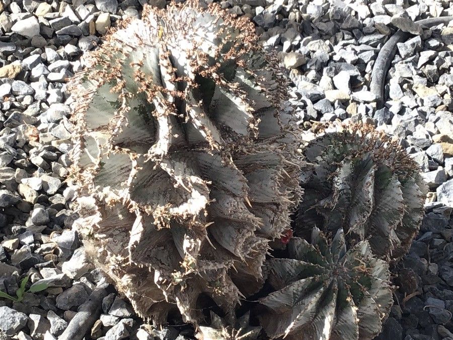 Euphorbia horrida leaf