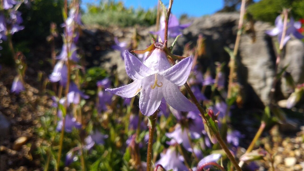 Campanula sarmatica flower