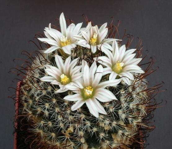 Mammillaria weingartiana — houseplant care guide