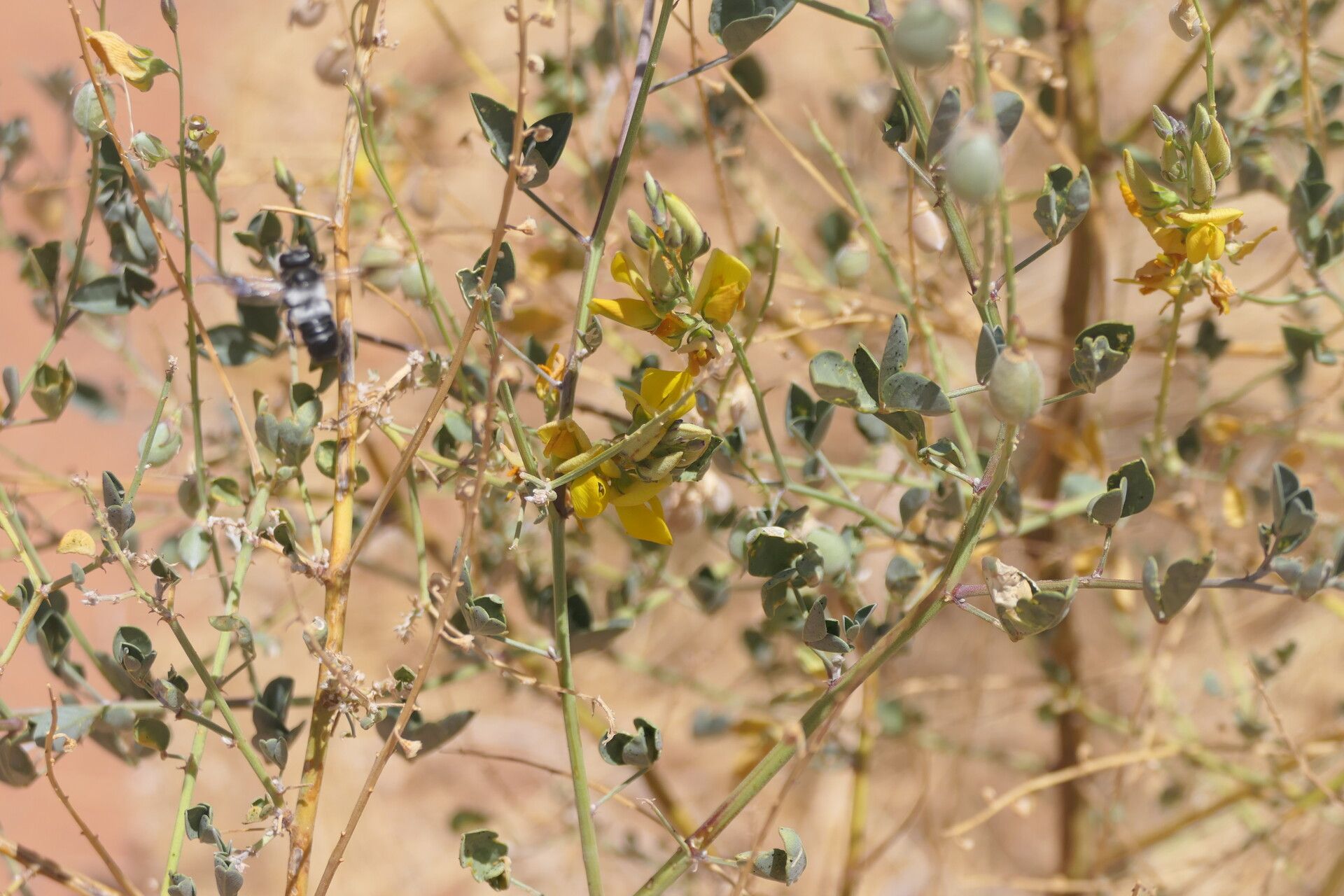 Crotalaria sphaerocarpa — houseplant care guide